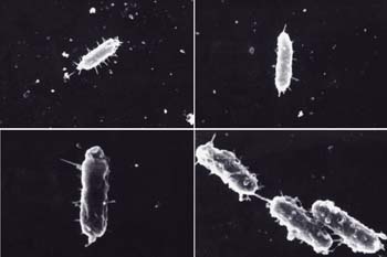 the bacterium Pseudomonas fluorescens 