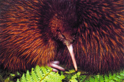 New Zealand Kiwi
