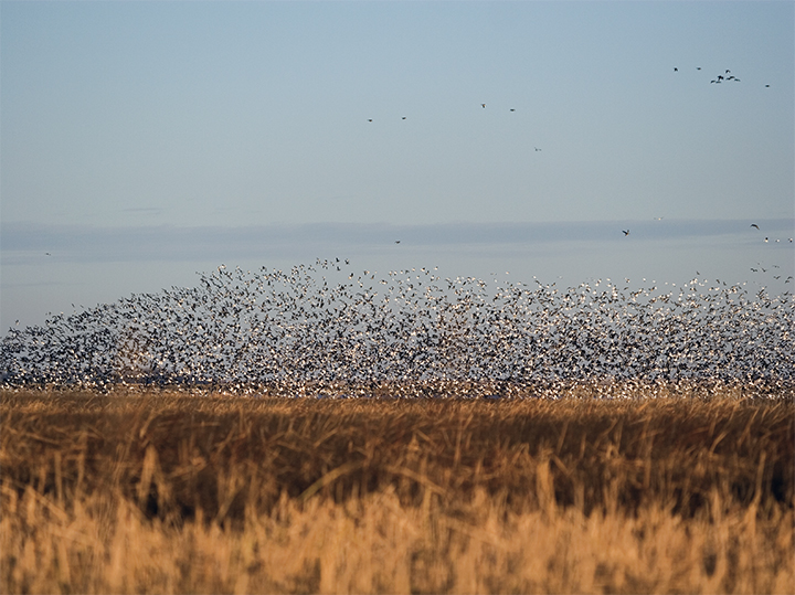 Birds in flight