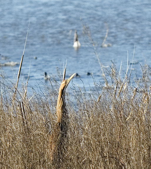 Bittern