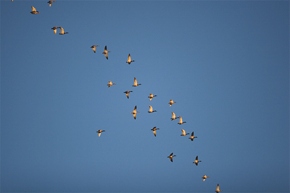 Mallards