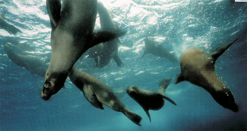 Sea lions swimming