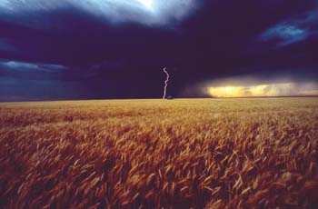 photo of Kansas wheat field with stormy sky and lightning